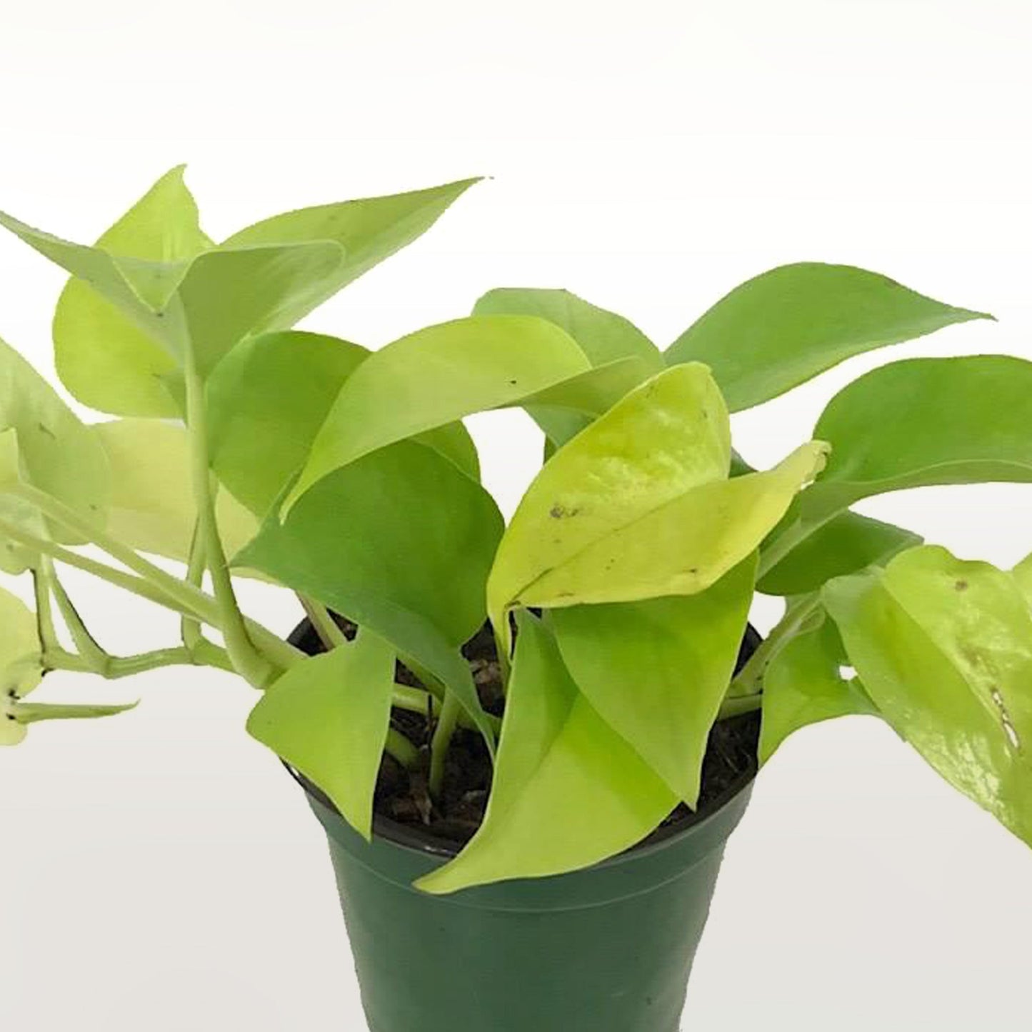 Pothos Lime Fleuressence 