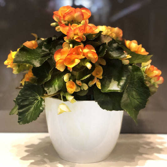 Rieger Begonia Fleuressence 