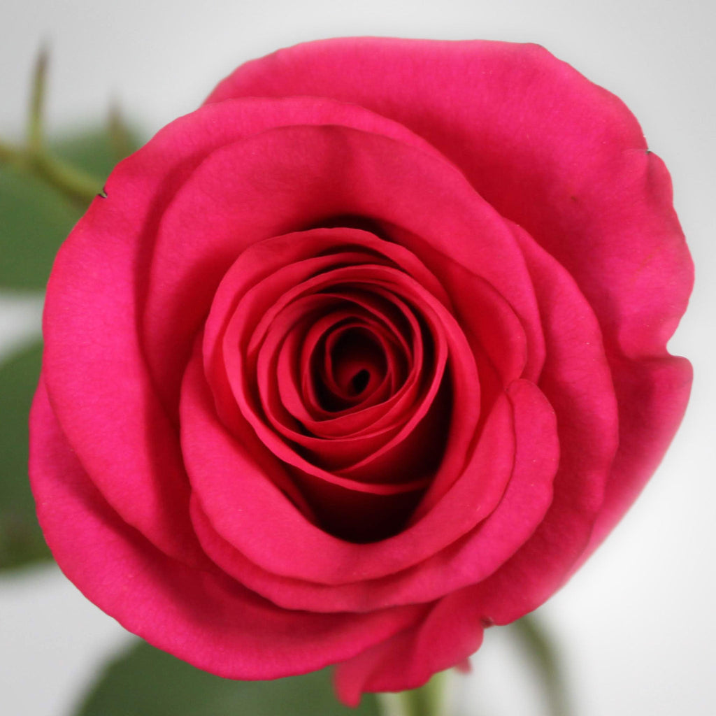 Rose Fleuressence 