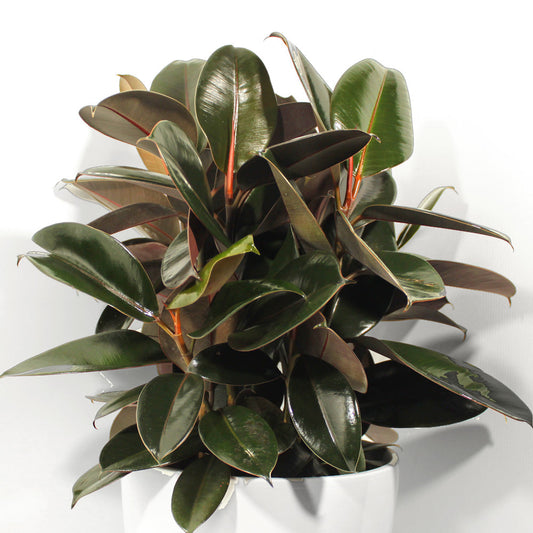 Rubber plant Fleuressence 