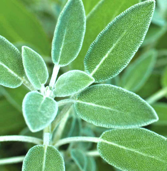 Sage Fleuressence 