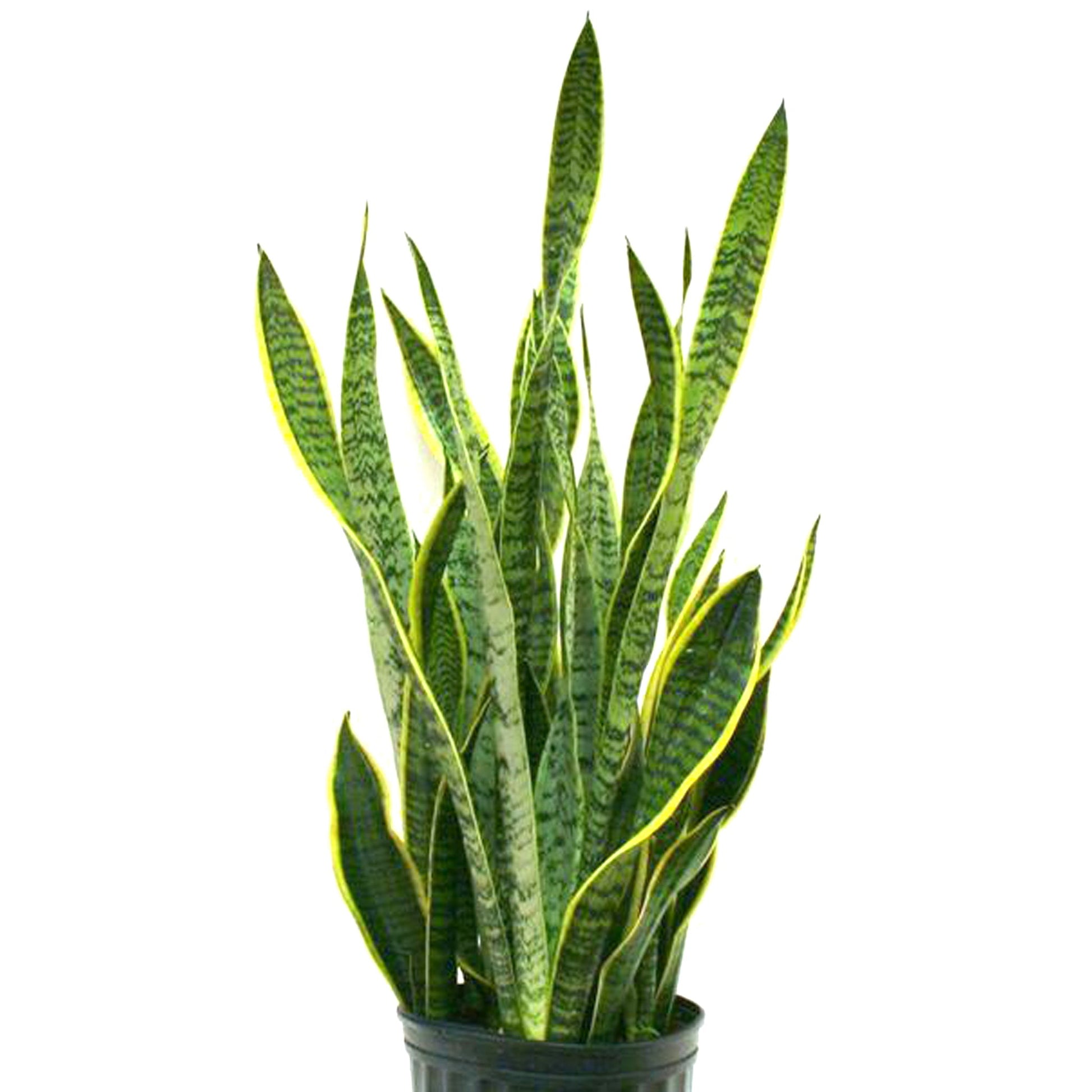 Sansevieria Fleuressence 