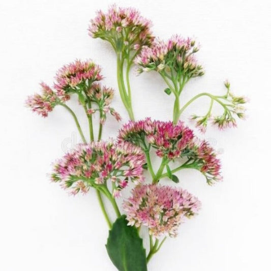 Sedum Fleuressence 