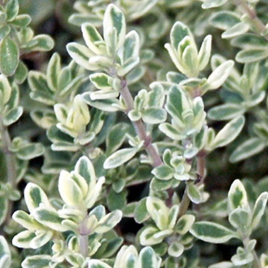 Silver Thyme Fleuressence 