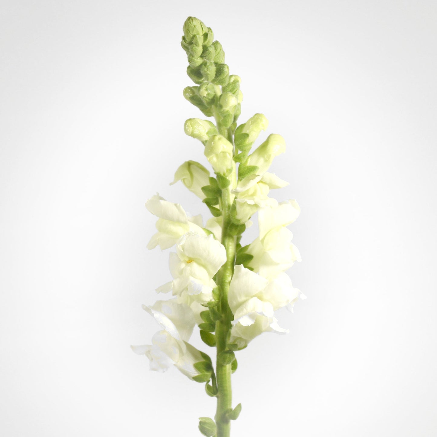 Snap Dragon ( Mufflier ) Fleuressence 