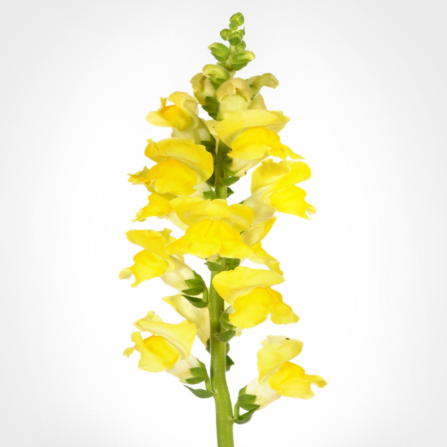 Snap Dragon ( Mufflier ) Fleuressence 