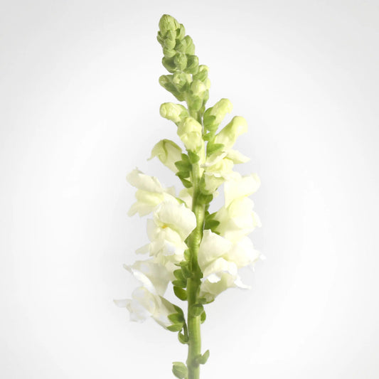 Snapdragon Fleuressence 