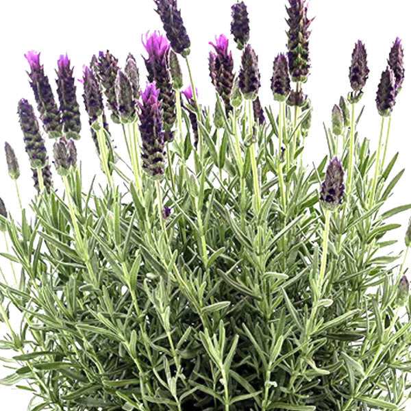 Spanish Lavender Fleuressence 