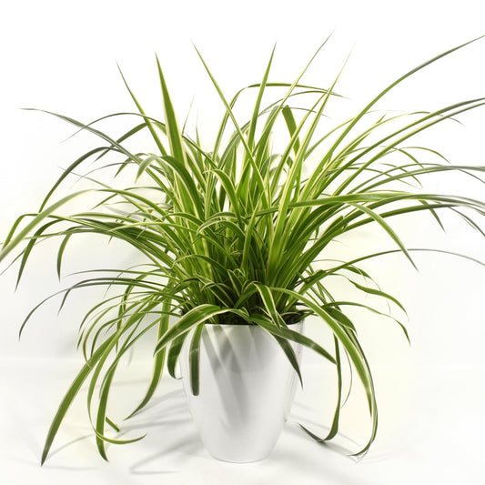 Spider Plant Fleuressence 