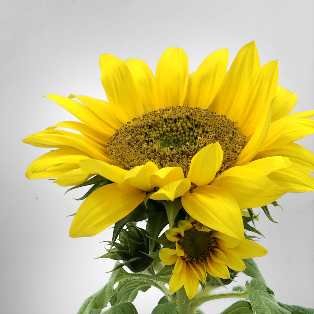 Sunflower Fleuressence 