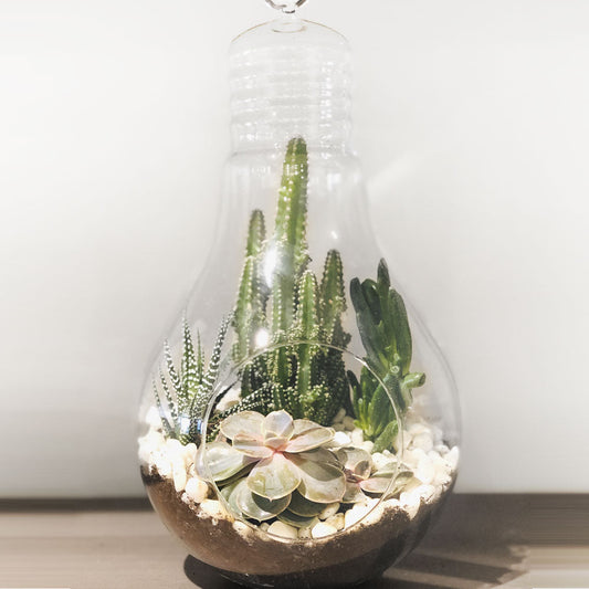 Terrarium Arrangement T2 Fleuressence 