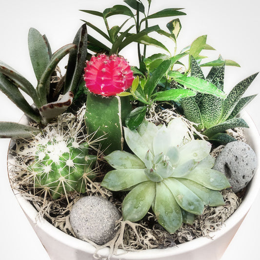 Terrarium Arrangement T5 Fleuressence 