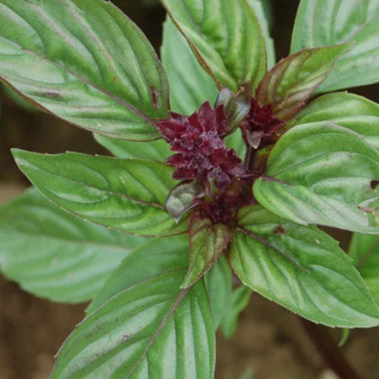 Thai Basil Fleuressence 