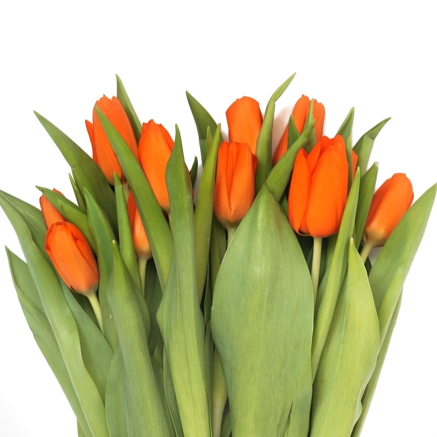 Tulip Bouquet Fleuressence 