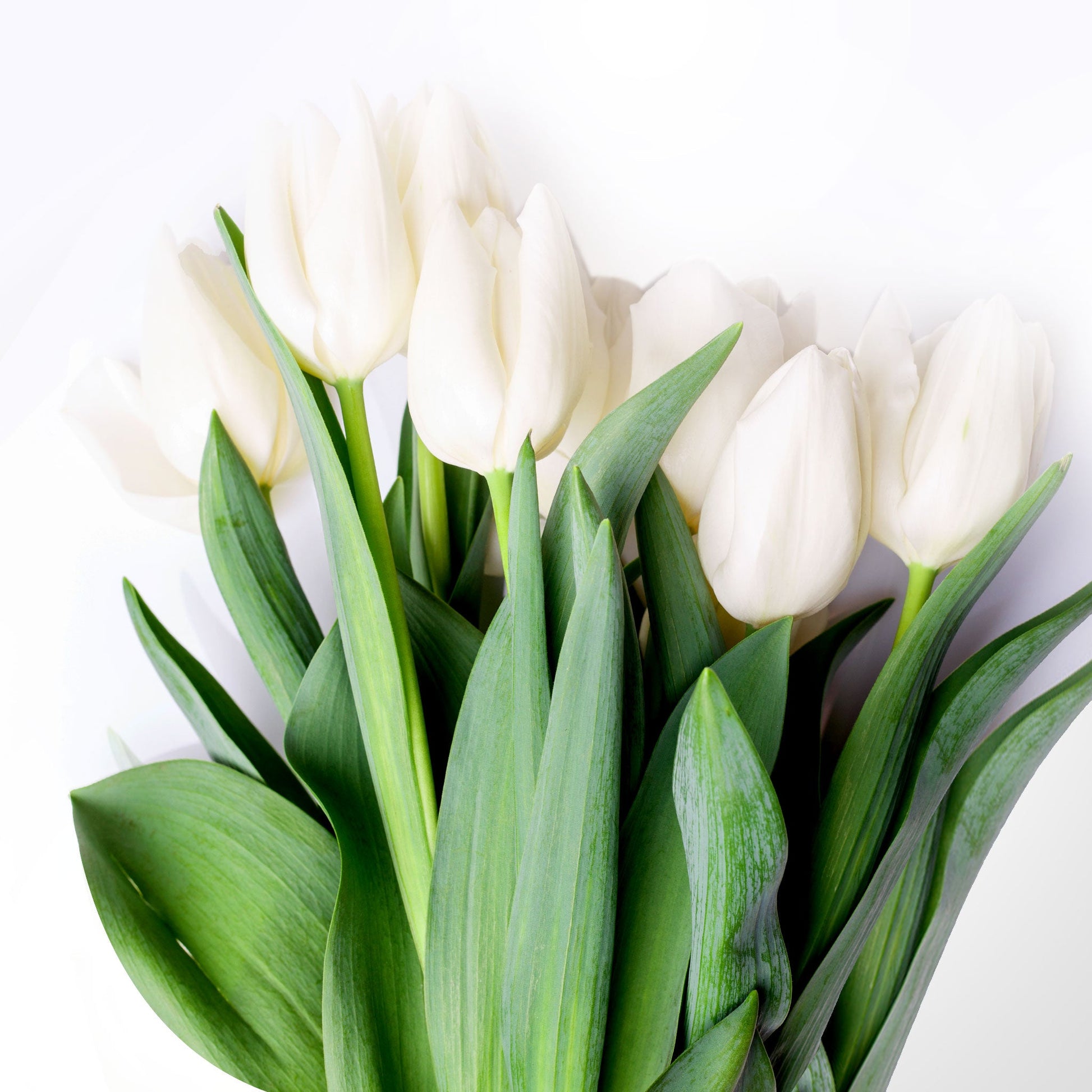 Tulip Bouquet Fleuressence 