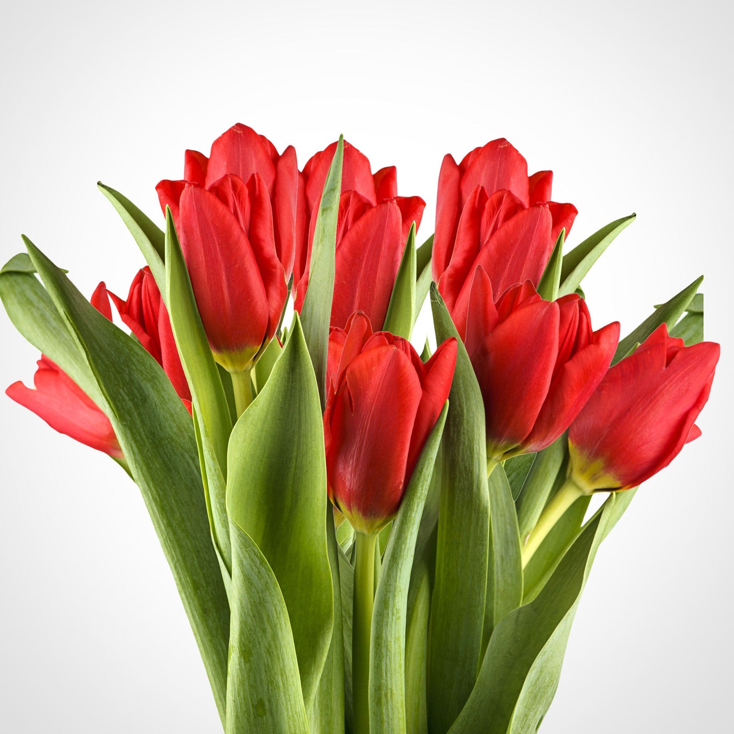 Tulip Bouquet Fleuressence 