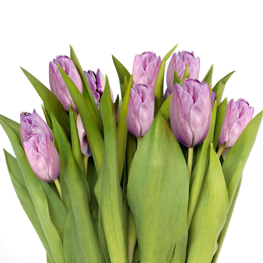 Tulip Bouquet Fleuressence 
