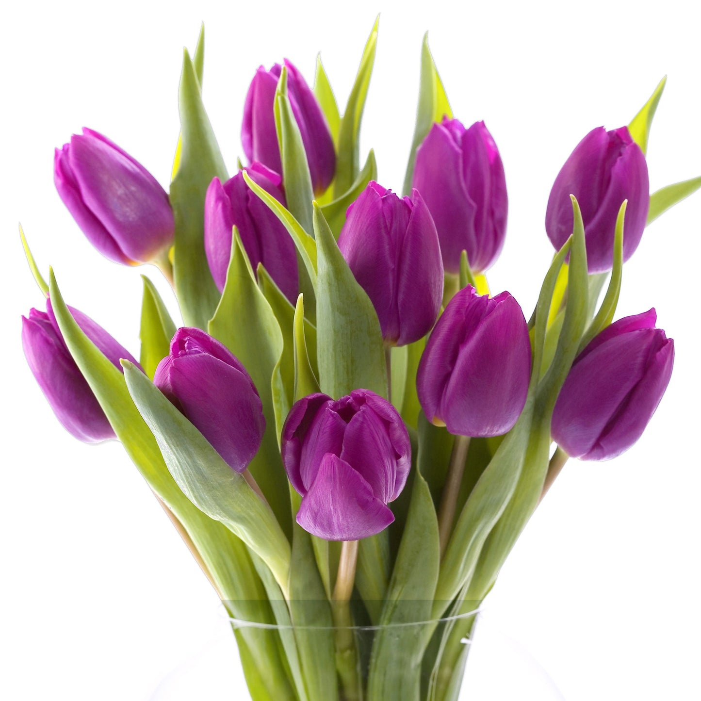 Tulip Bouquet Fleuressence 