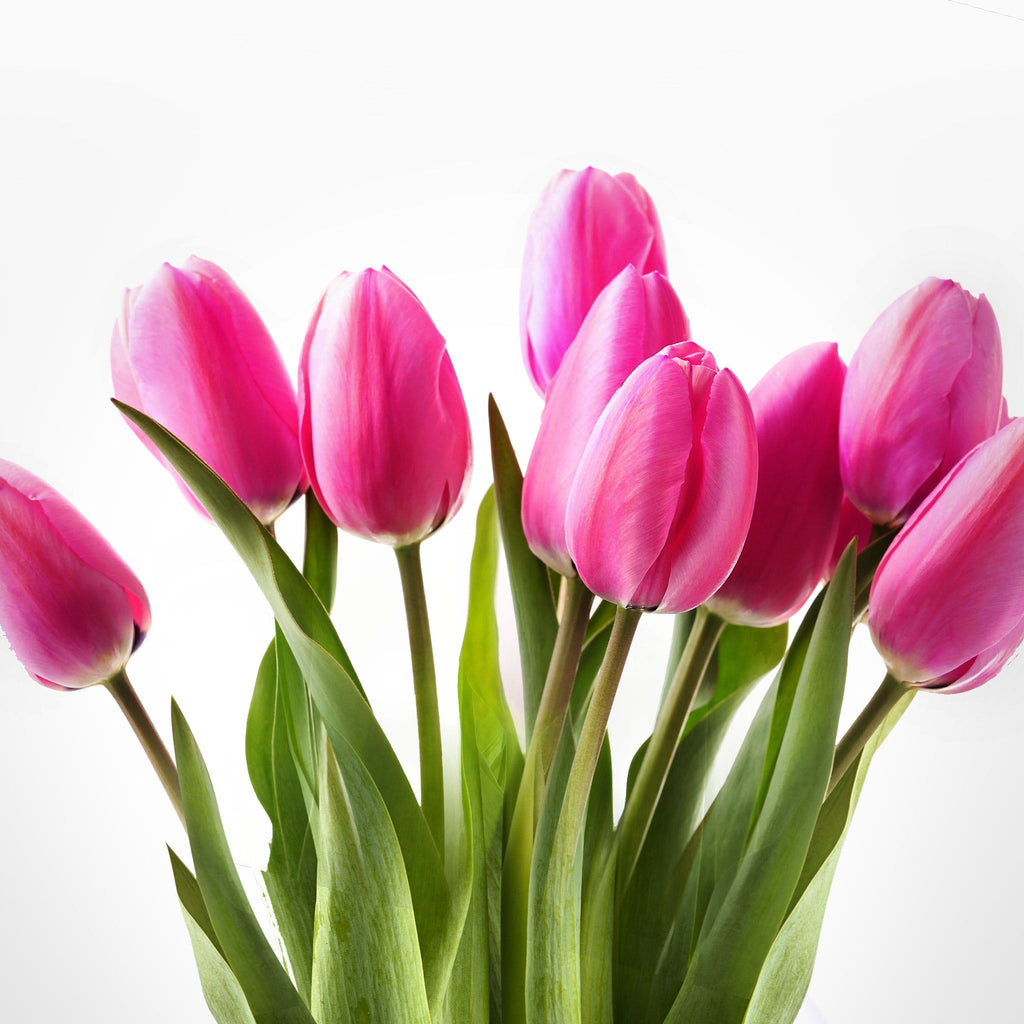 Tulip Bouquet Fleuressence 