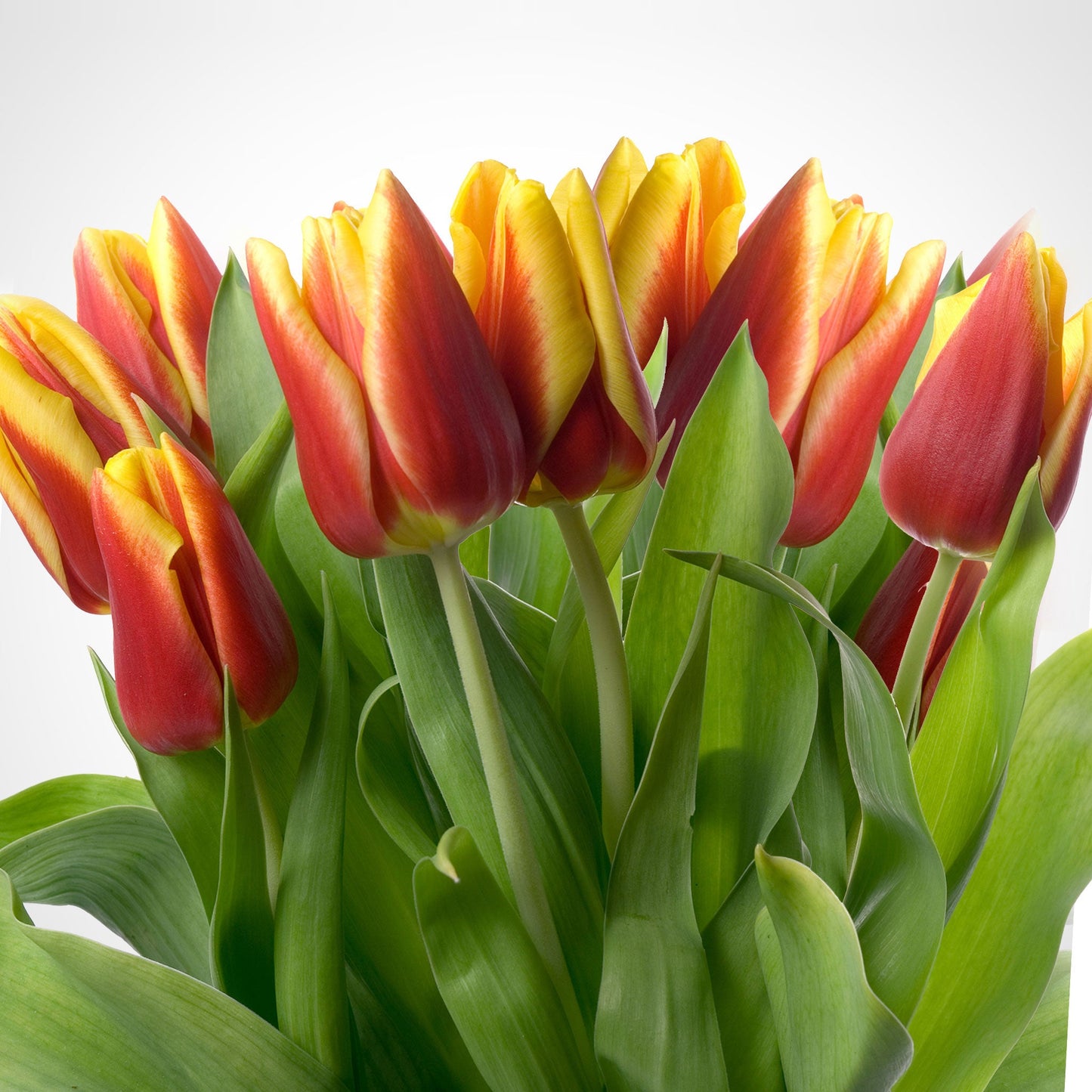 Tulip Bouquet Fleuressence 