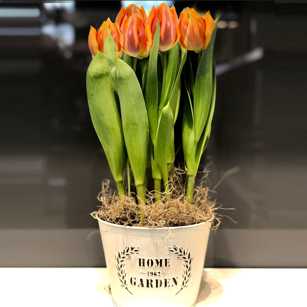 Tulip Plant Fleuressence 