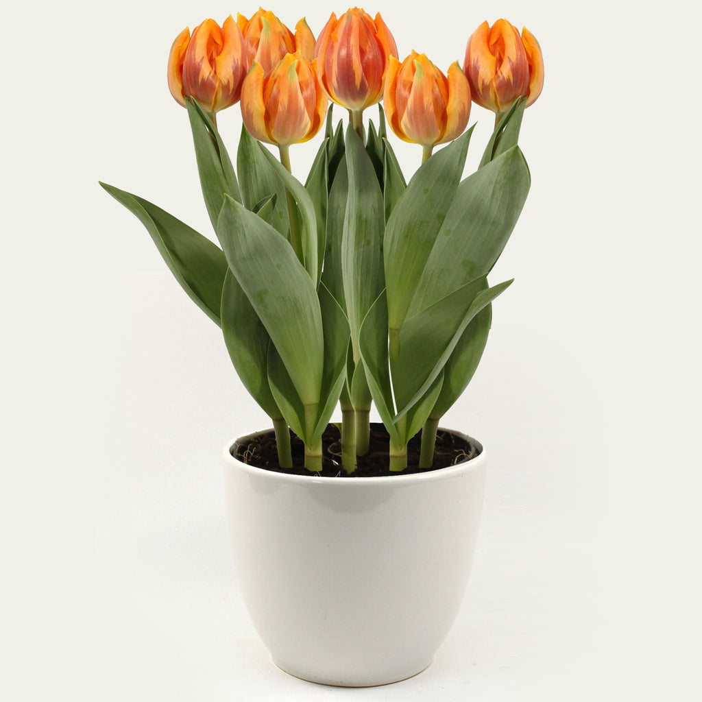 Tulip in Ceramic Pot Fleuressence 