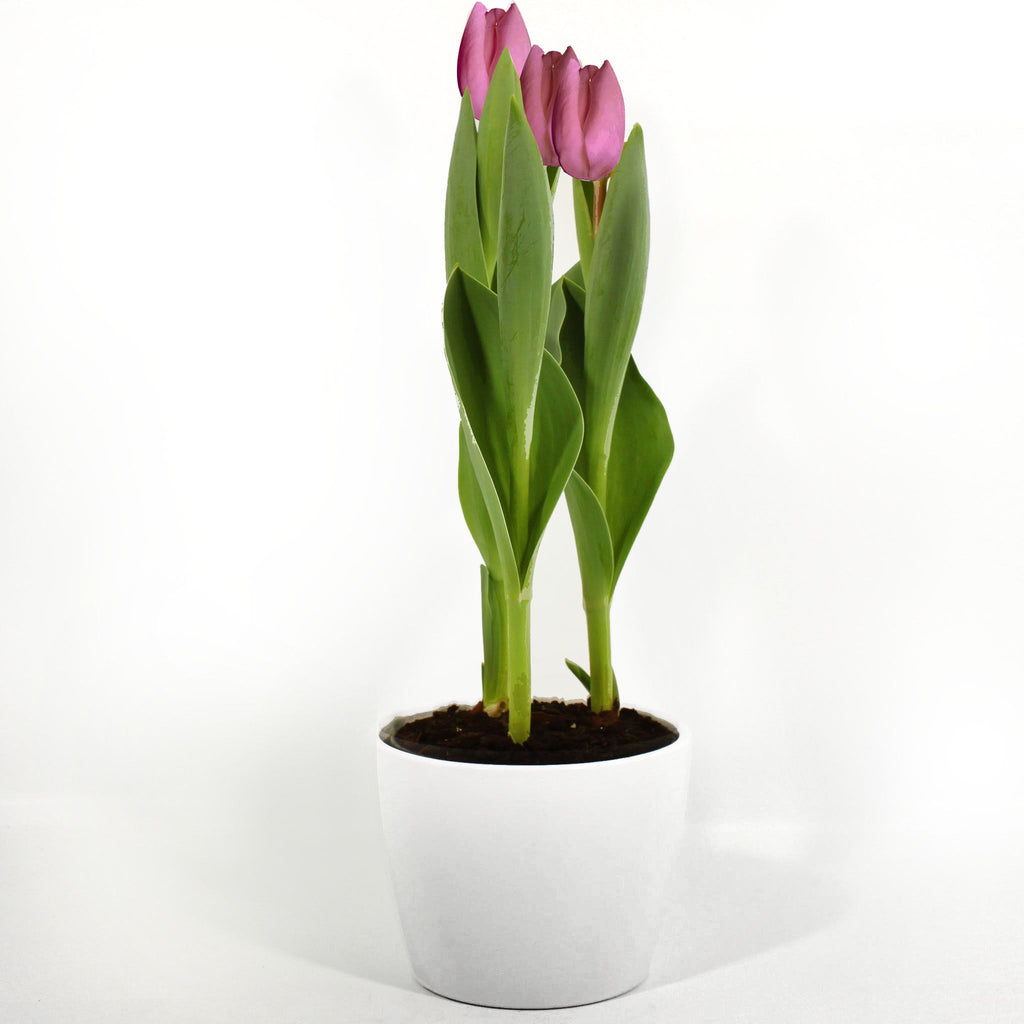 Tulip in Ceramic Pot Fleuressence 