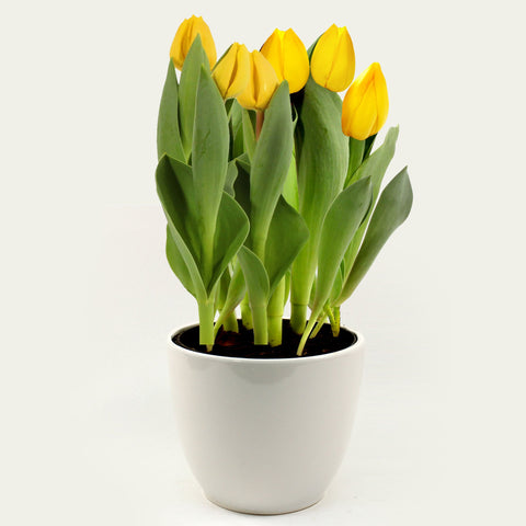 Tulip in Ceramic Pot Fleuressence 