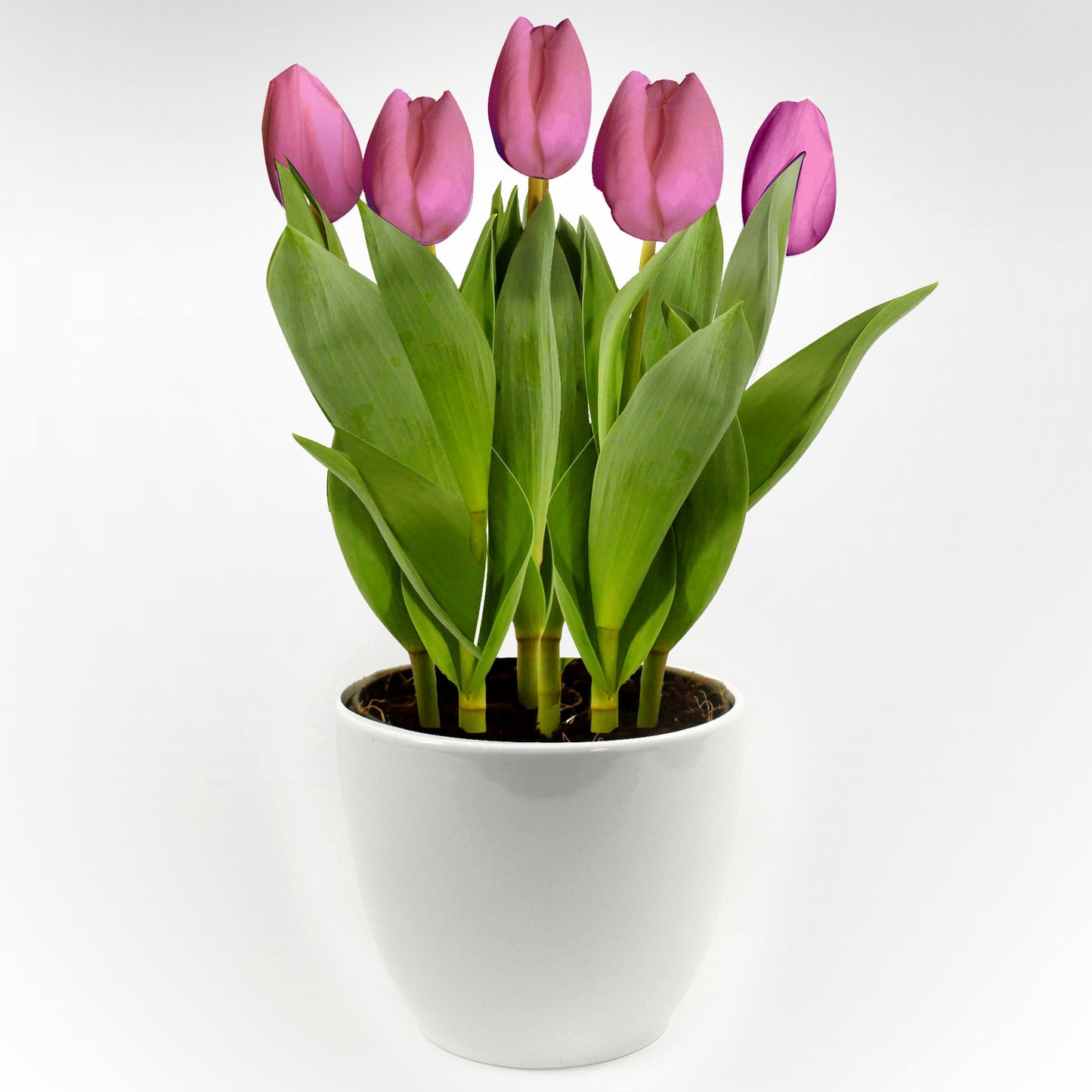 Tulip in Ceramic Pot Fleuressence 