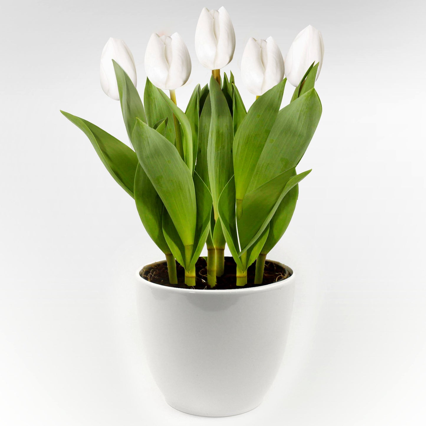 Tulip in Ceramic Pot Fleuressence 