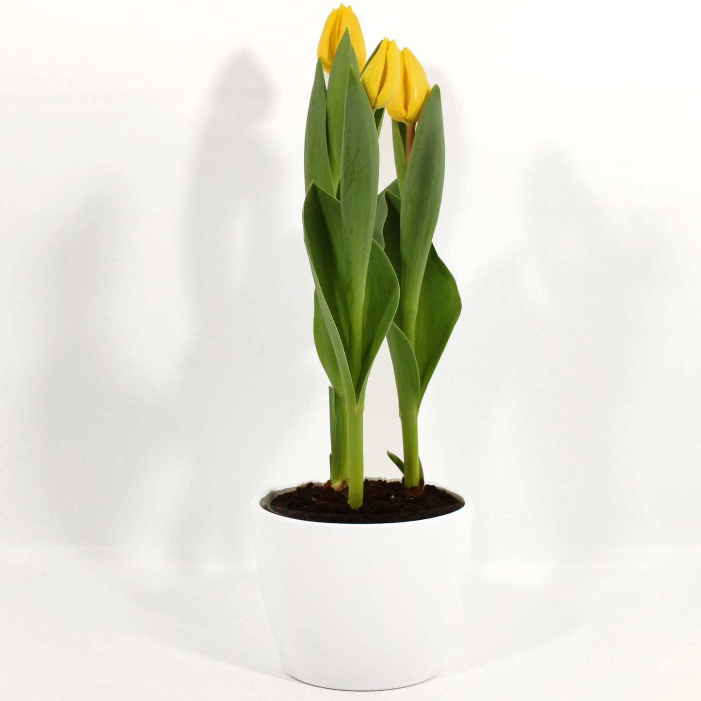 Tulip in Ceramic Pot Fleuressence 