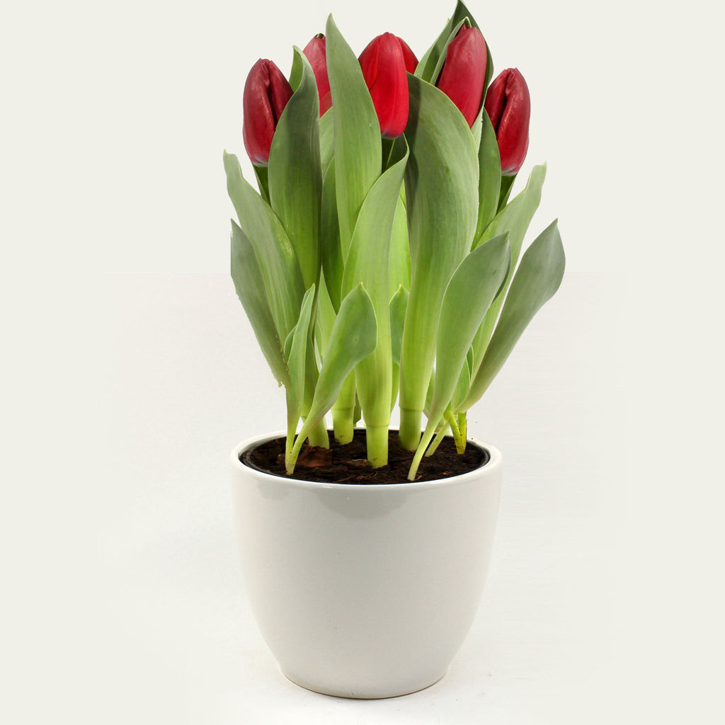 Tulip in Ceramic Pot Fleuressence 