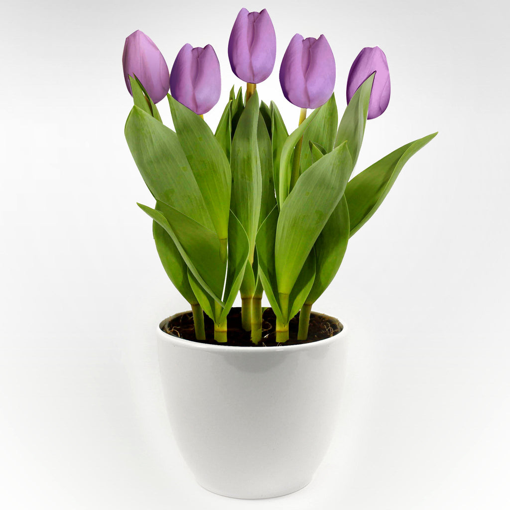 Tulip in Ceramic Pot Fleuressence 