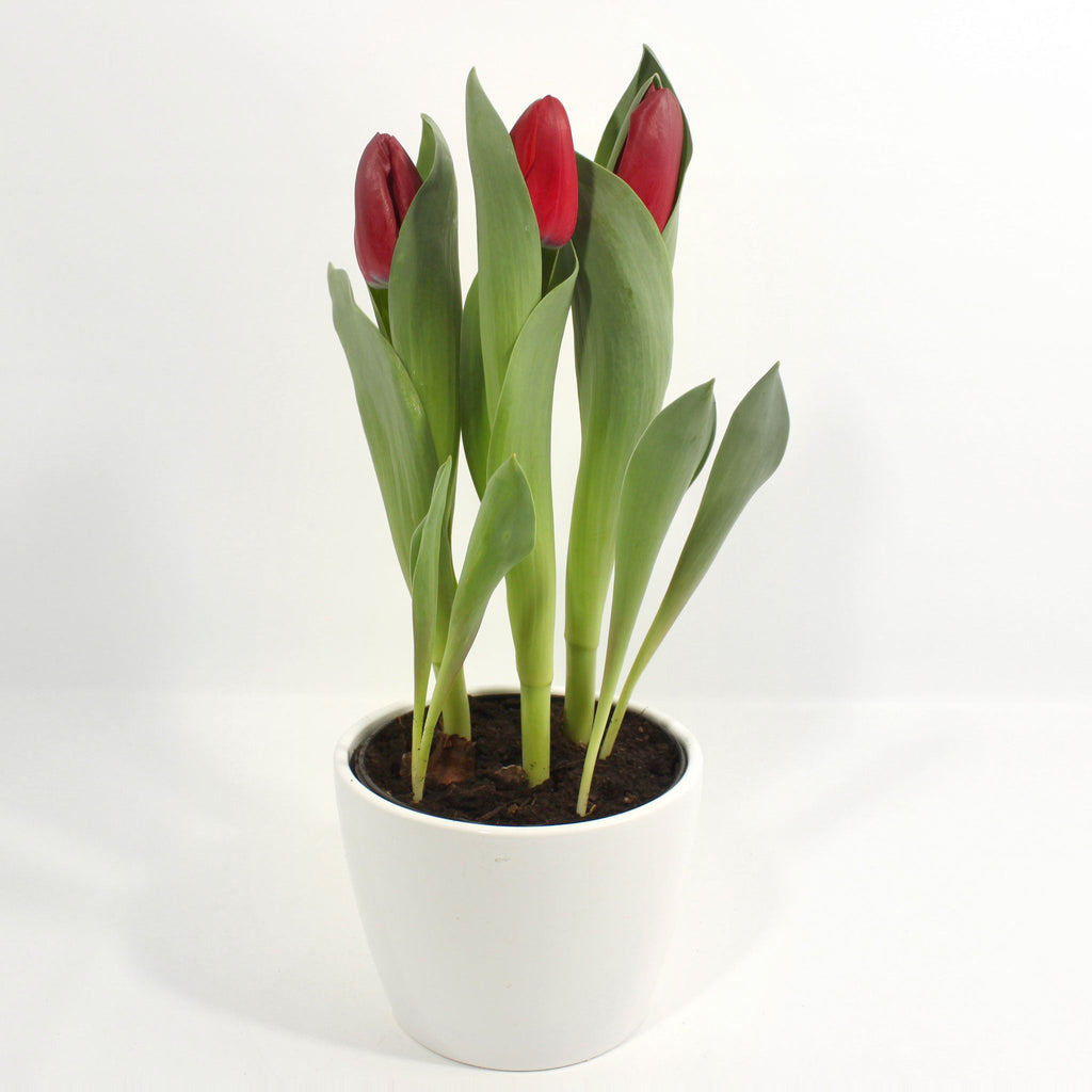 Tulip in Ceramic Pot Fleuressence 