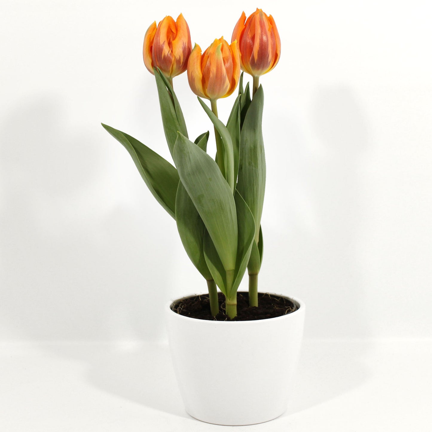 Tulip in Ceramic Pot Fleuressence 