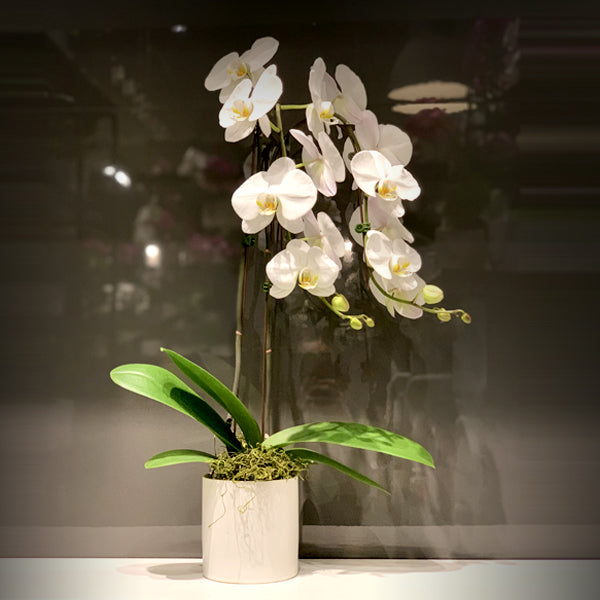 White Double Stemmed Cascading Phalaenopsis Orchid Fleuressence 
