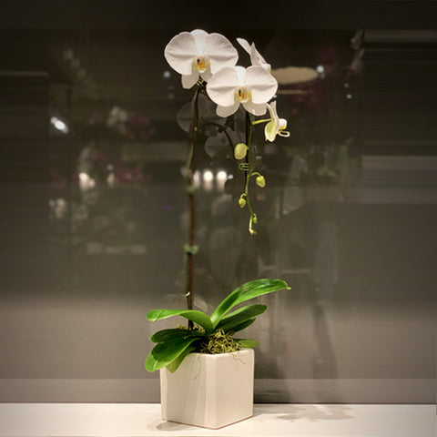 White Single Stemmed Cascading Phalaenopsis Orchid Fleuressence 